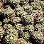 cactii balls.jpg