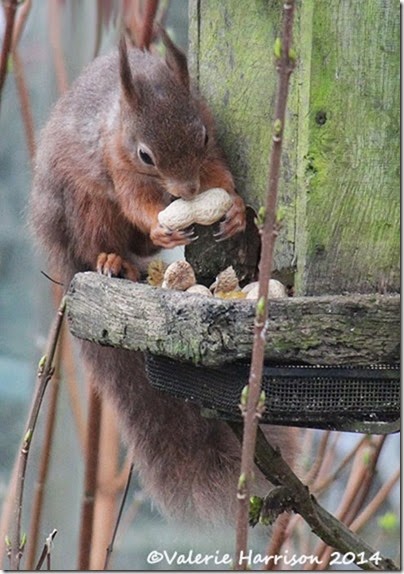 3 red-squirrel-2