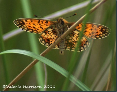 small-pearl-bordered-fritillary-underside