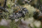 Volcanic moss-covered branch