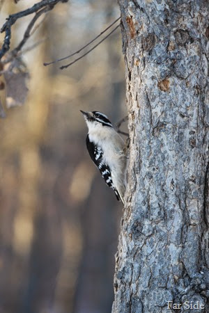 Downy Woodpecker