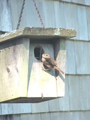 wren on house4