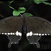 Papilio_polytes_20080913MI009.jpg