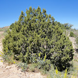 Juniperus monosperma - One See Juniper (I think)