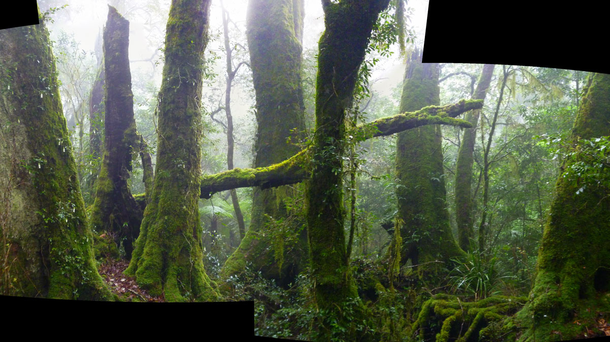 Toolona Creek and Mount Wanungra, O’Reilly’s