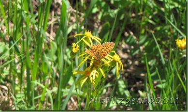IMG_8162ButterflyOnGoundselOr Goldenweed IMG_8162ButterflyOnGoundselOr Goldenweed