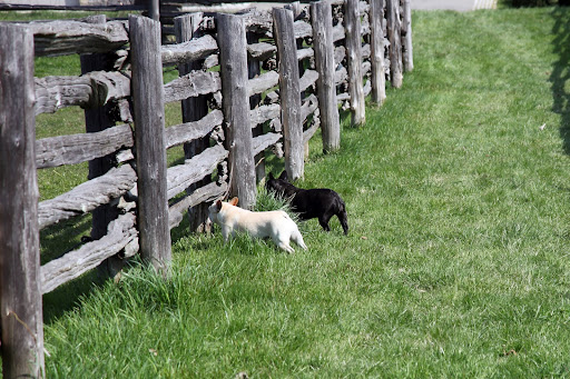 Francesca, the donks are out in the paddock and something about Billie looks a bit off!  You wait here, like you always do.  I'm going in to investigate!