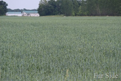 Flax Field by Staples