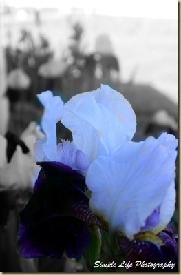 White and Purple iris