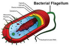 bacteria flagellum