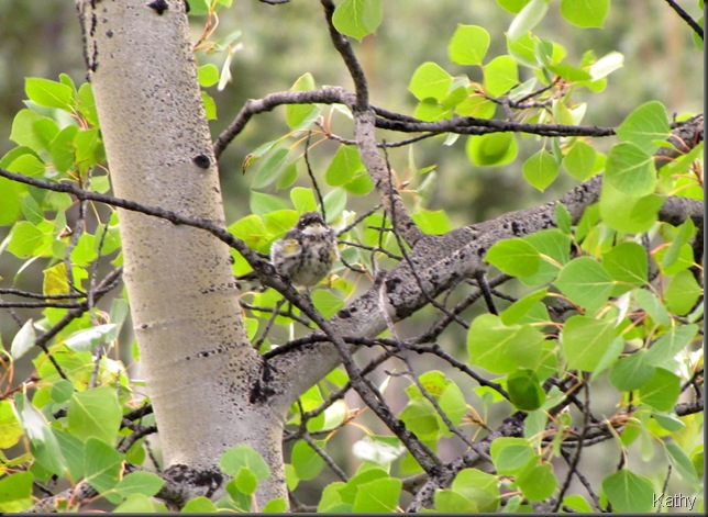 Myrtle Yellow-rump Warbler