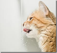 Tgvet Nefropatia Cronica Felina Ckd Terapia