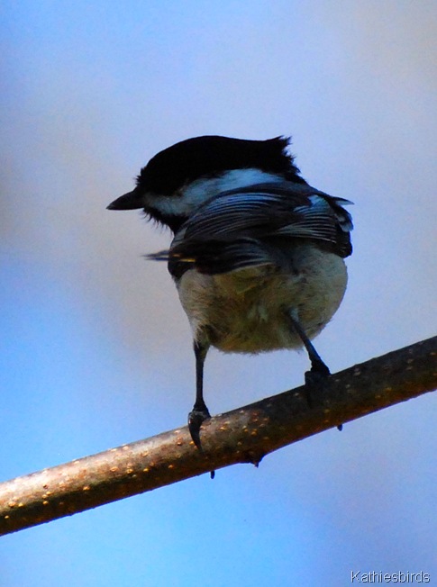 14. chickadee-kab