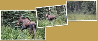 View Moose