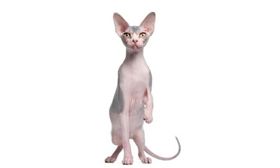 esfinge-xl-668x400x80xX.jpg