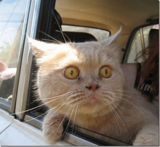animals-worried-face-23