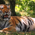 AdultTiger.jpg