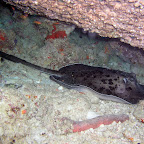 Black blotched stingray