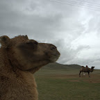 mongolische Kamele