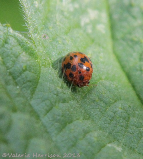 [47-24-spot-ladybird%255B2%255D.jpg]