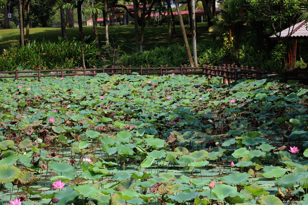 [lotus-pond13.jpg]
