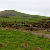 Green Rolling Hills of Sheep and Farmland - Catlins, New Zealand