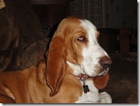 DiNozzo profile DiNozzo profile