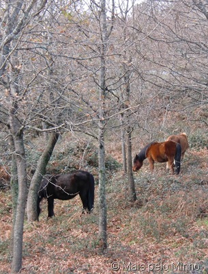 [CIMG4771%255B8%255D.jpg]