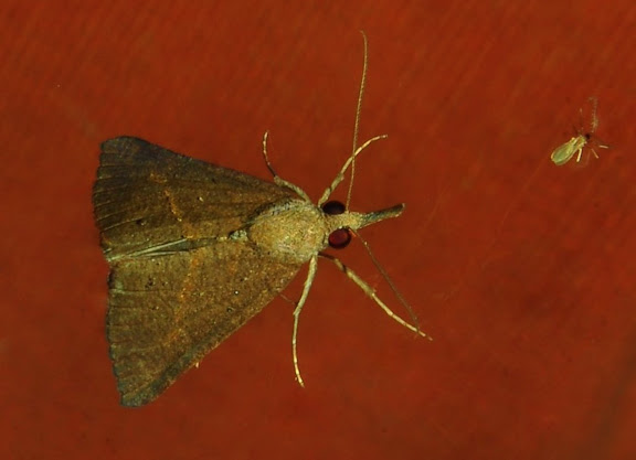 Noctuidae : Hypeninae : Hypena subvittalis WALKER, [1866]. Umina Beach (New South Wales, Australie), 15 avril 2011. Photo : Barbara Kedzierski