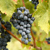 IMG_5472_vigna e uva 50x50.jpg