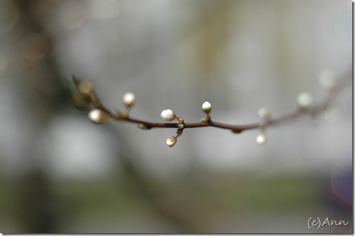 DSC_0577 DSC_0577