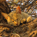 African Wild Cat