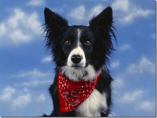 Border collie portrait