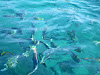 SDC10923 Phi Phi Adası Resimleri Fotoğrafları