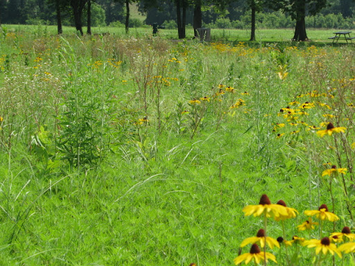 Restored Prairie (photo credit: Michele Skalicky)