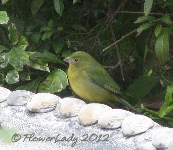 [01-13-finch%255B4%255D.jpg]