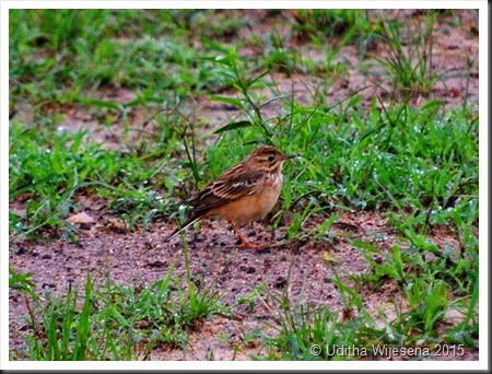 DSC_0533 DSC_0533