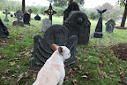 Franny, let me clarify.  The term 'tombstone' originally referred to the actual lid of a stone coffin, and headstone was named because it's a stone placed near the head of the deceased.  But, either one is fine.