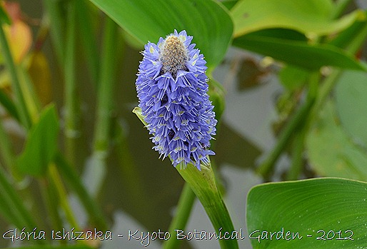 Glória Ishizaka -   Kyoto Botanical Garden 2012 - 68