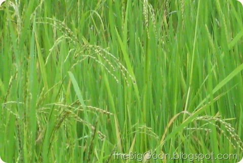 Goan Rice Goan Rice