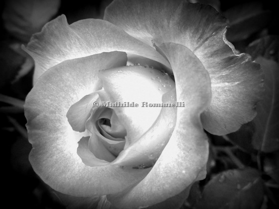 White Flower (9) White Flower (9)