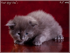 Фото котенка мейн-кун Frant возраст 3,5 недели | Питомник Grey Claw`s