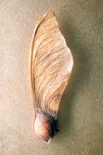 [150px-maple-seed%255B2%255D.jpg]