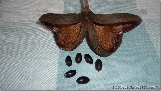 Frutos e sementes da Castanhola Frutos e sementes da Castanhola