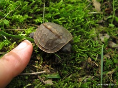 baby box turtle with fingertip for scale baby box turtle with fingertip for scale