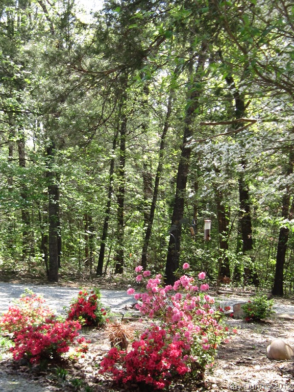 [120402_Early%2520Blooms_023%255B6%255D.jpg]