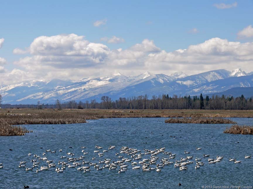 [Snow-Geese-and-Coots113.jpg]