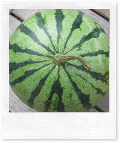 farmers market week 6