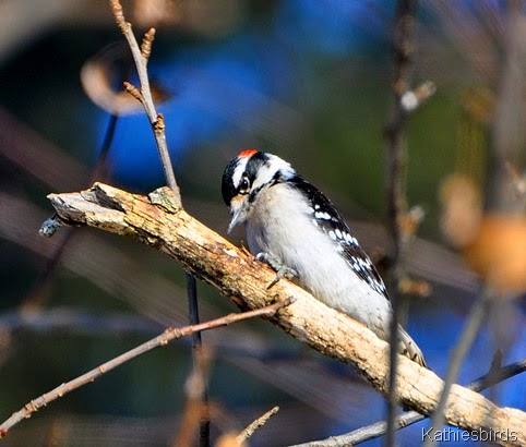 1. downy woodpecker-kab