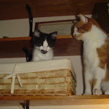 Tink wants in his basket.jpg